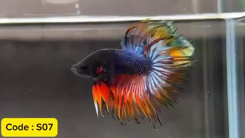 Bettas fish for sale: Tricolour Crowntail male - Video 1