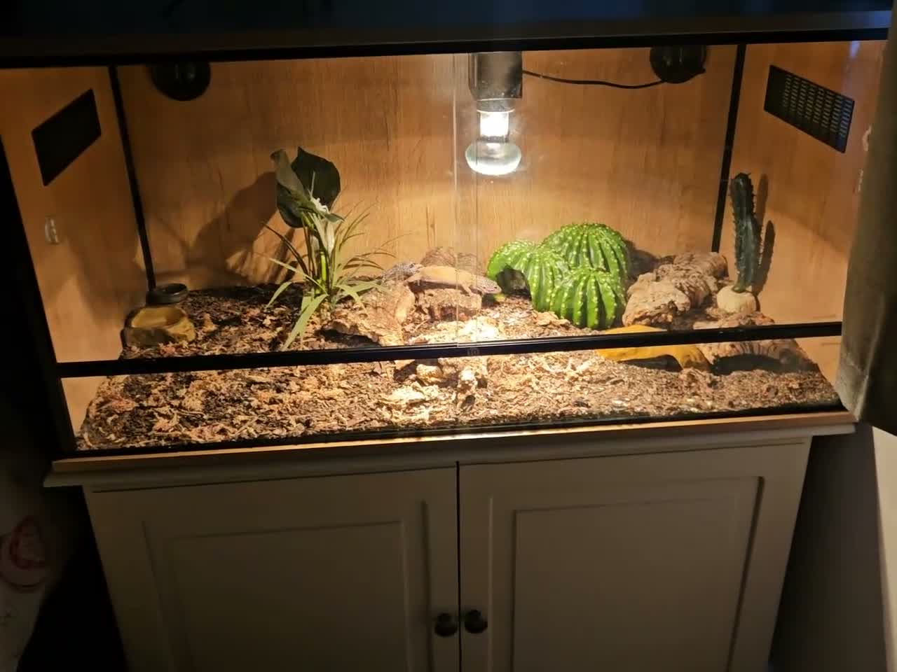 Leopard Gecko reptiles for sale: Leopard gecko - Video 1