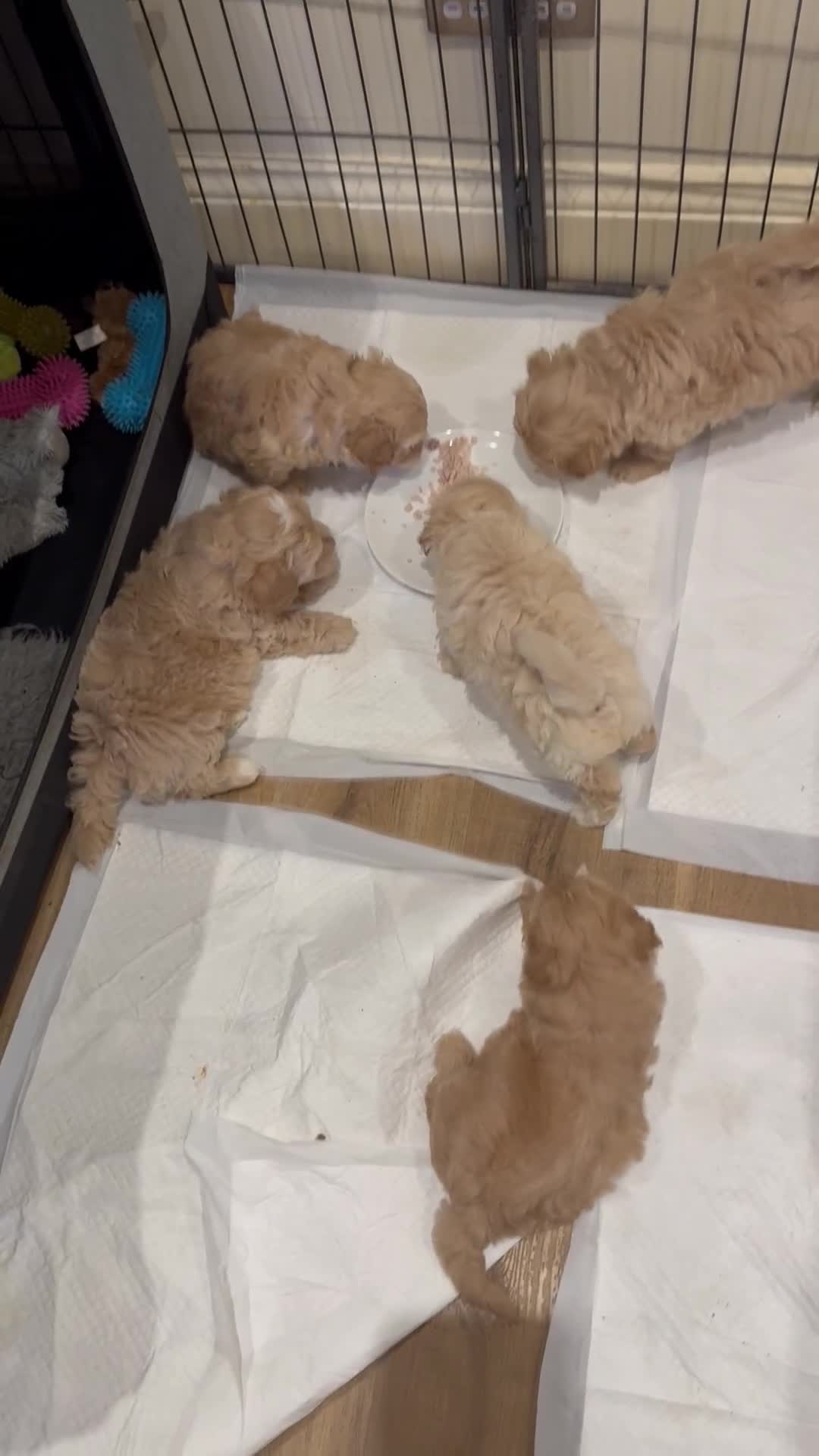 Maltipoo dogs for sale: Stunning maltipoo puppies - Video 2