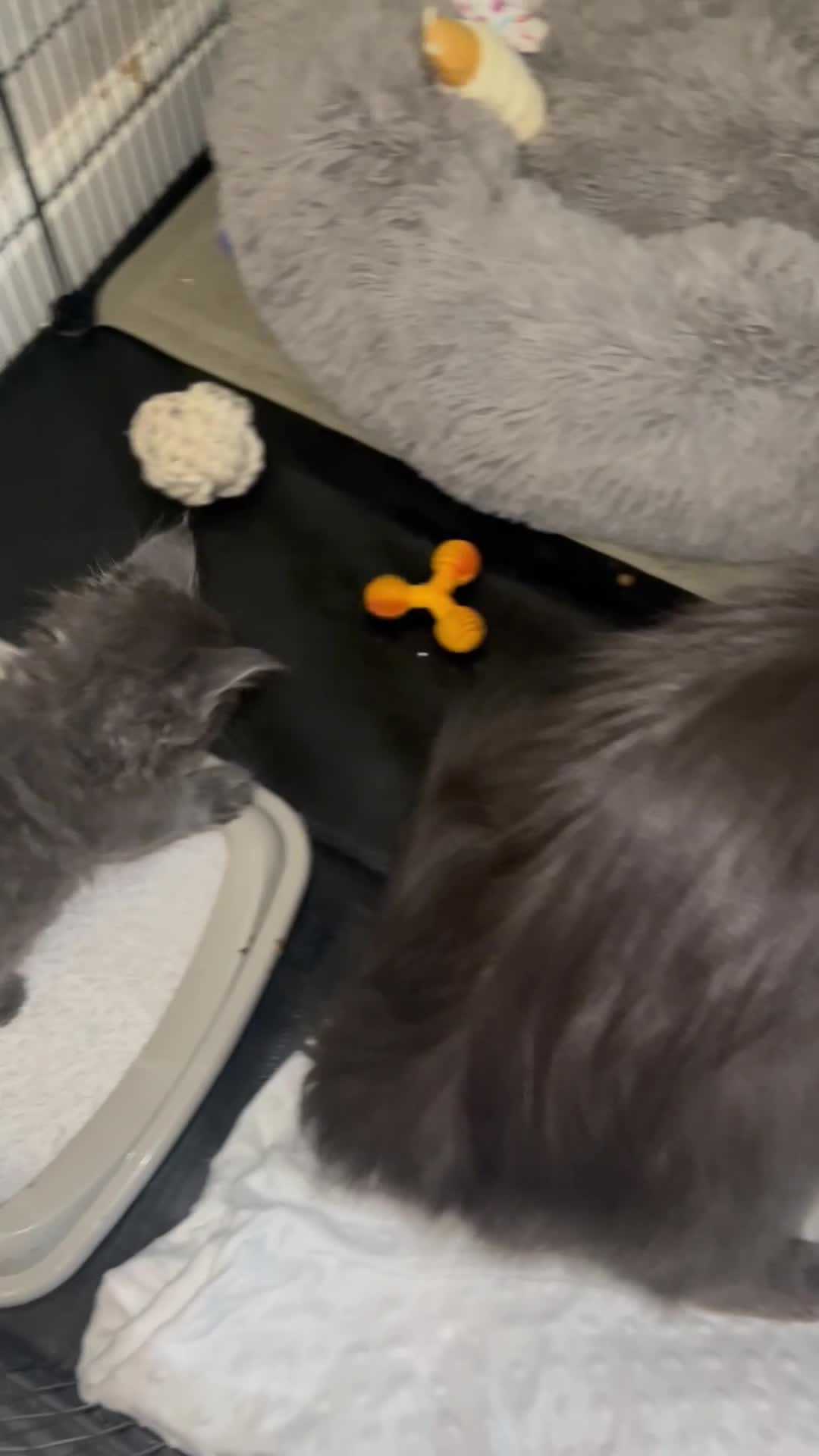 Maine Coon cats for sale: Maine Coon Kittens - Video 2