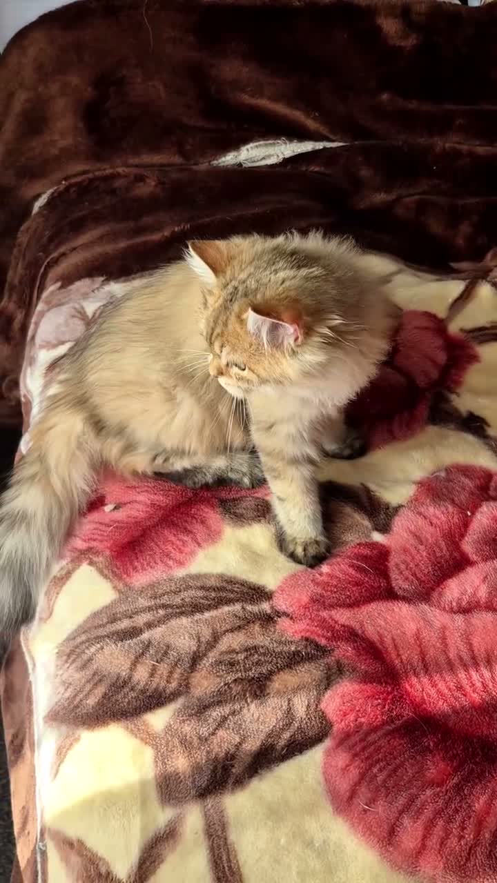 British Longhair cats for sale:  Tica registered BLH/BSH golden shaded  kittens  - Video 1