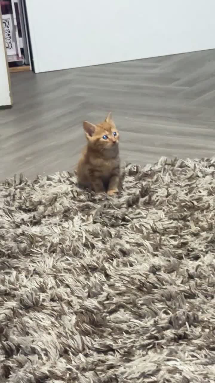 Mixed Breed cats for sale: Male kitten  - Video 2