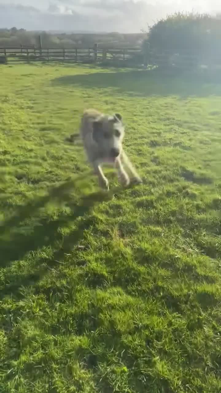 Irish Wolfhound dogs for stud: Irish wolfhound at STUD  - Video 1