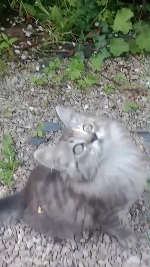 Maine Coon cats for sale: MaineCoon female kitten's, mother TICA registered. - Video 4