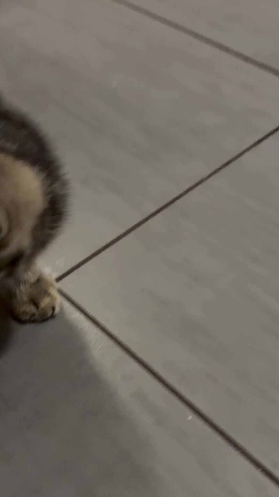 Mixed Breed cats for sale:  Beautiful Male 11 week old tabby  - Video 1