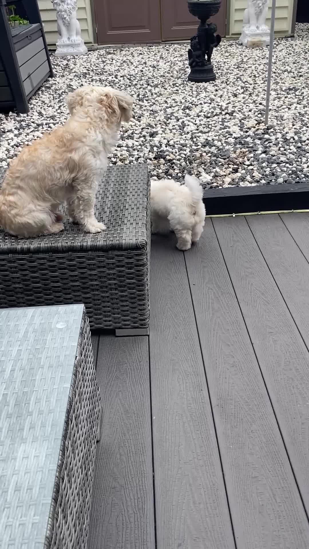 Mixed Breed dogs for sale: Mixed breed - Video 2