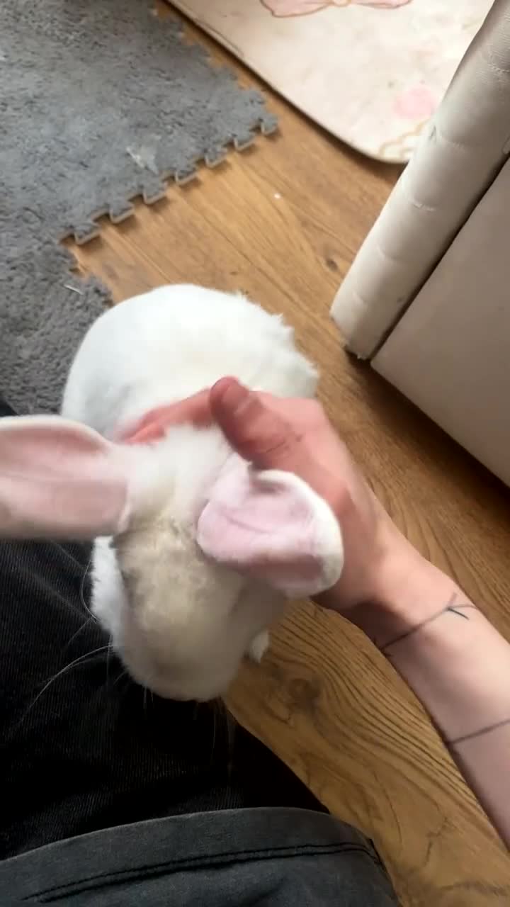 Mini Lop rabbits for sale: White Mini Lop For sale!! - Video 1