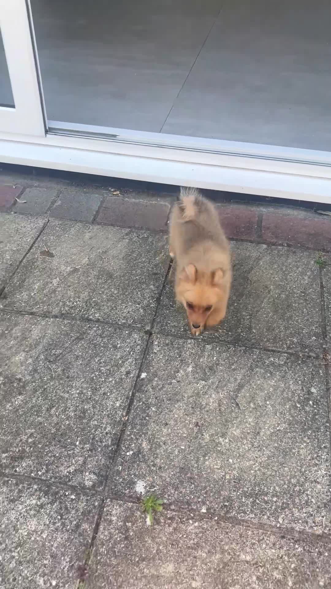 German Spitz dogs for sale: Now All Pup Have Been Reserved - Video 1