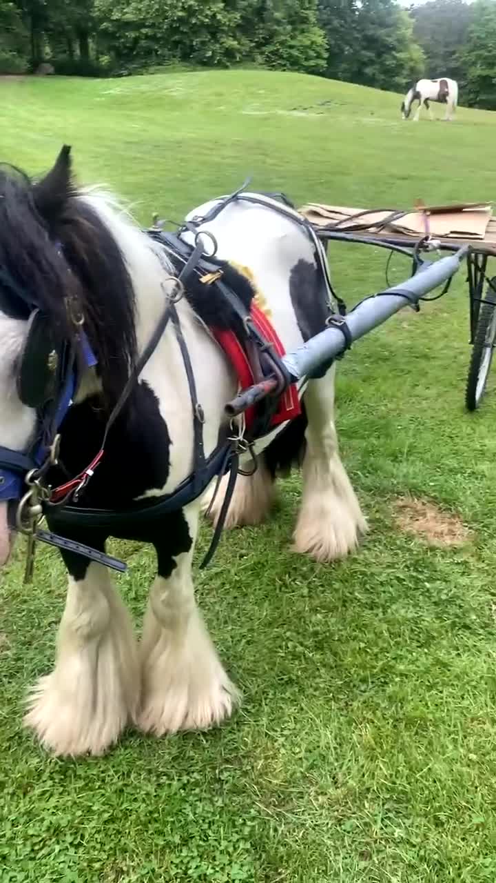 Irish Cob horses for sale: 🔥mush🔥 in Hebburn - Video 1