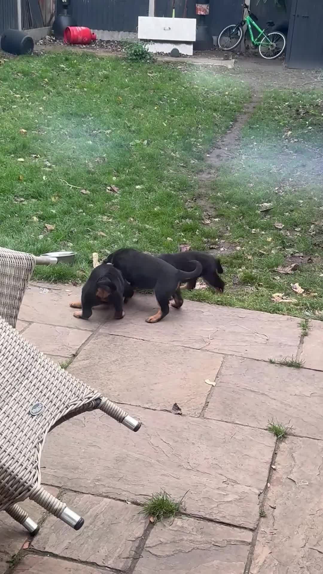 Rottweiler dogs for sale: Puppy’s ready to go - Video 1