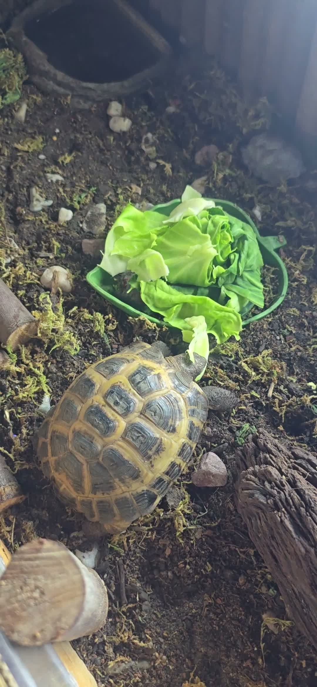 Tortoise reptiles for sale: Tortoise for sale - Video 1