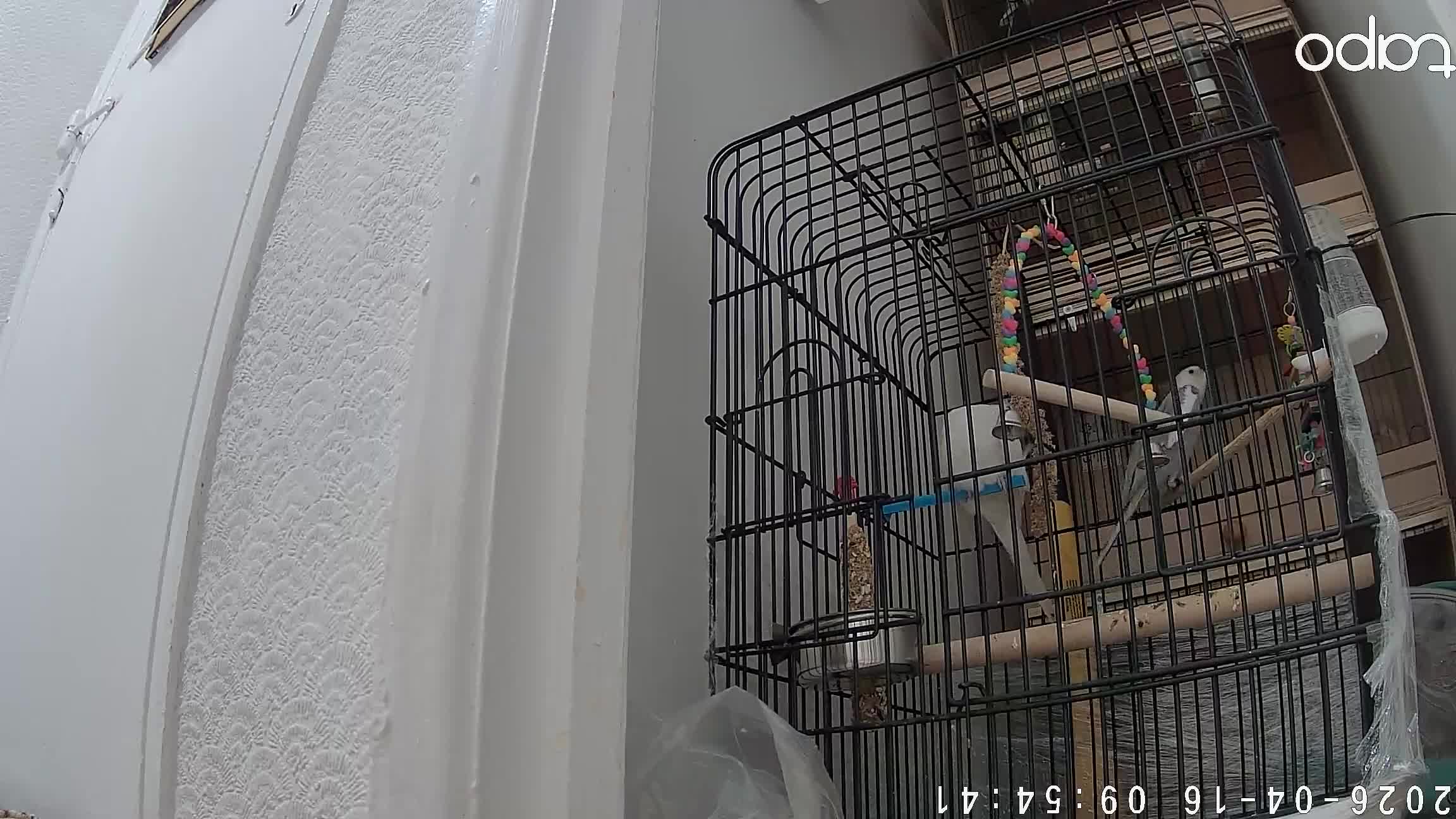 Cockatiels birds for sale: Beautiful female cocktiels  8 months for sell - Video 4
