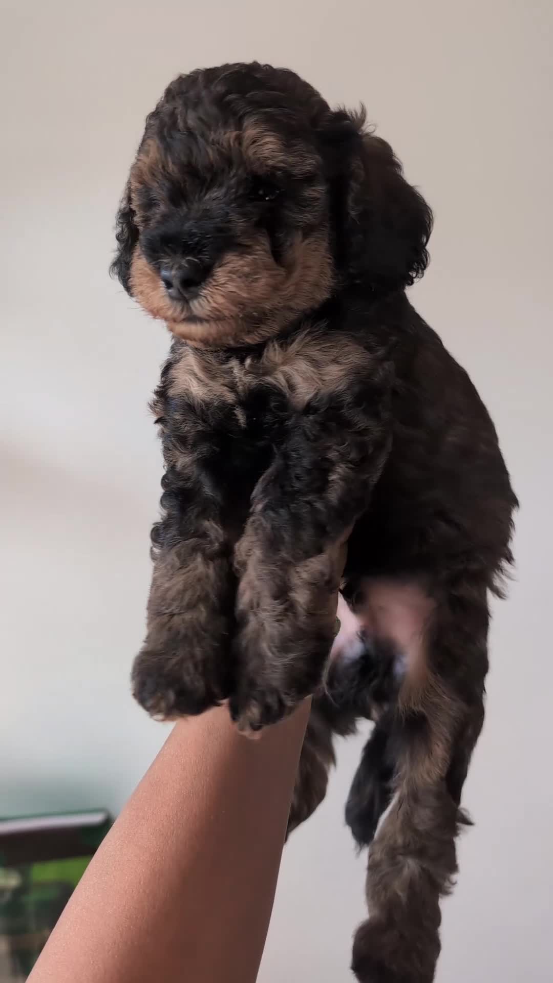 Cockapoo dogs for sale: Male available - F1BB cockapoo puppies  - Video 2