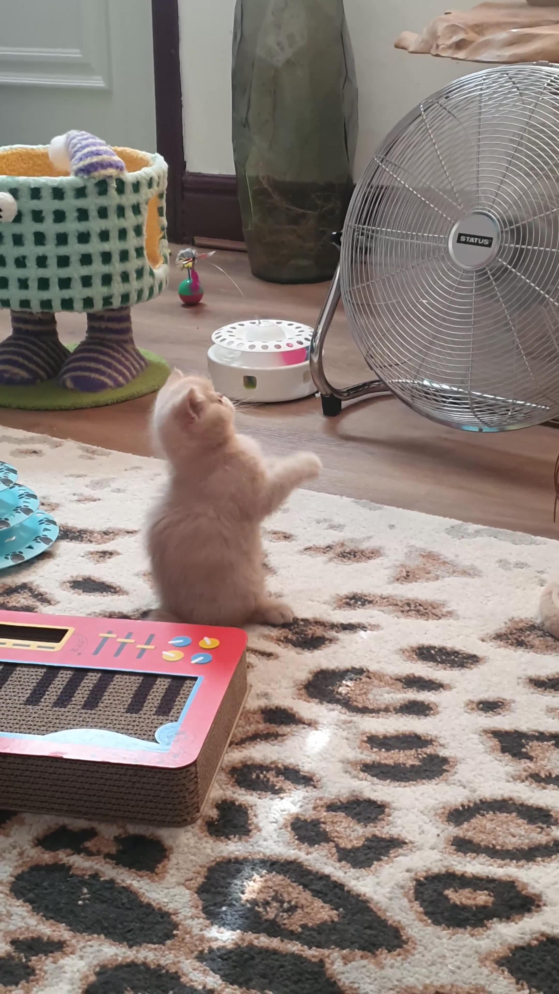 Exotic cats for sale:  💙 Chunky Gccf registered boys 💙 - Video 2
