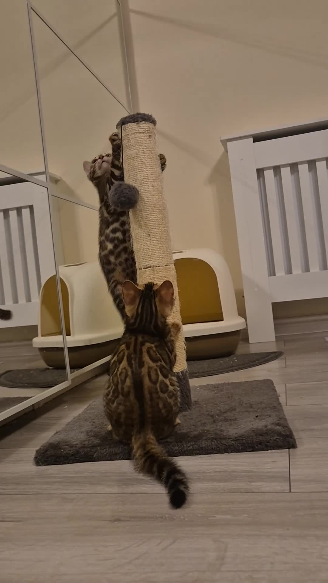 Bengal cats for sale: Beautiful bengal kittens... - Video 2