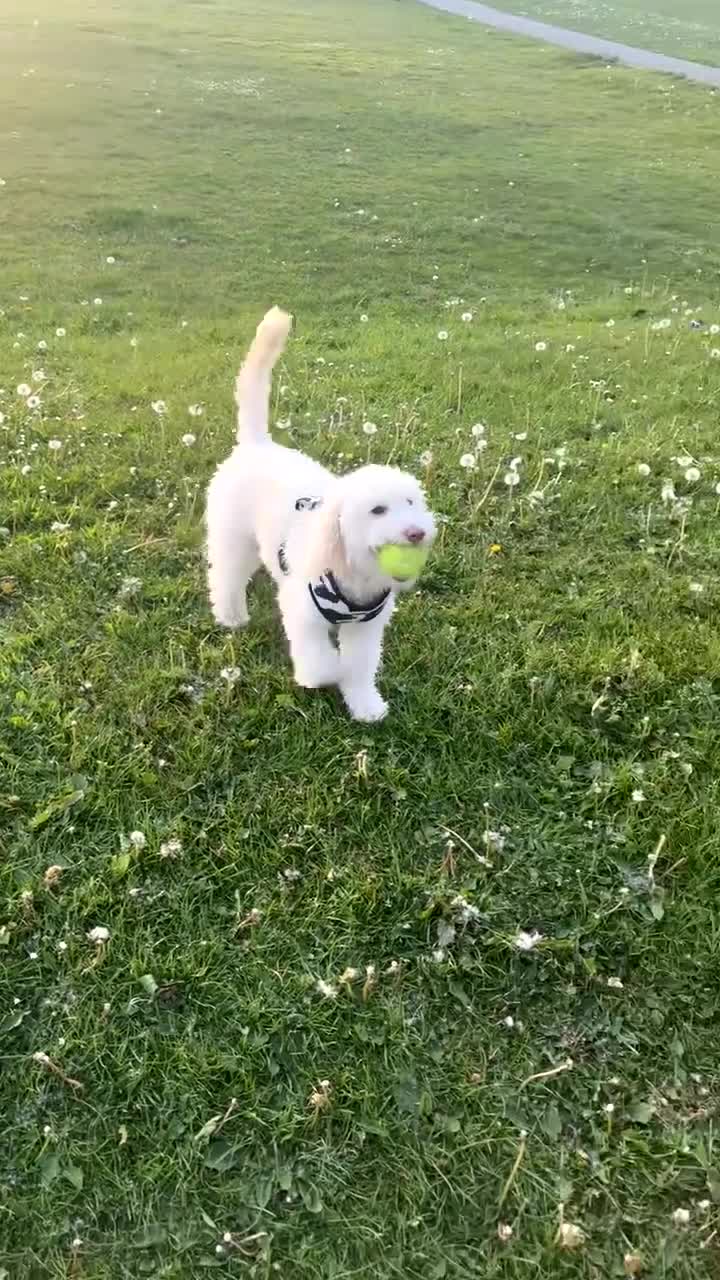 Goldendoodle dogs for sale: Goldendoodle  - Video 2