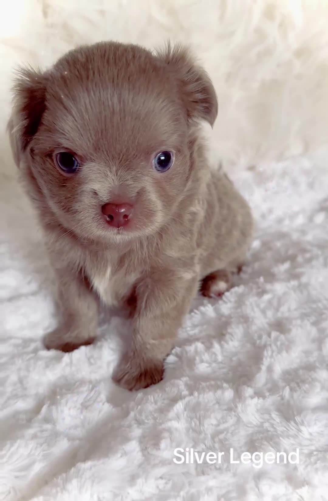 Chihuahua dogs for sale: KC chocolate and lilac long coat quality puppies  - Video 2