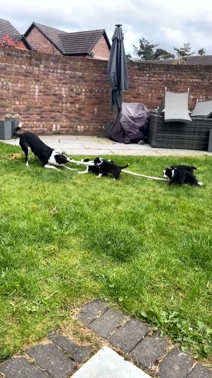 Border Collie dogs for sale: Border collie puppies for sale  in Carlisle - Video 1