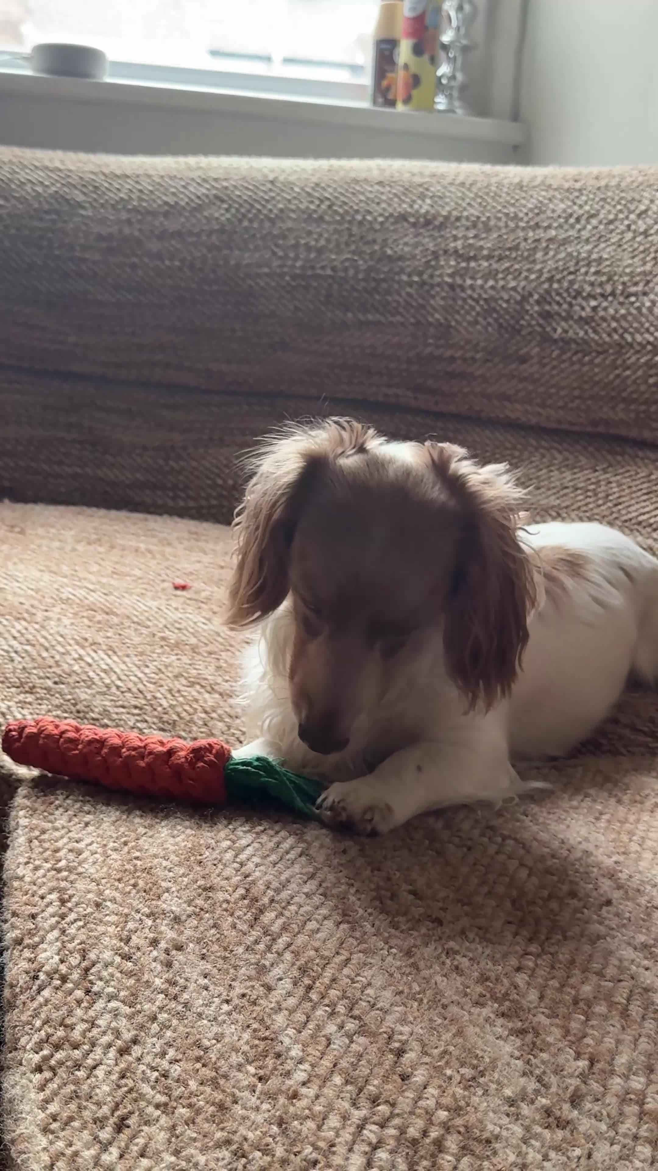 Miniature Dachshund dogs for sale: Isabella piebald miniature long haired dachshund in Newcastle upon Tyne - Video 1