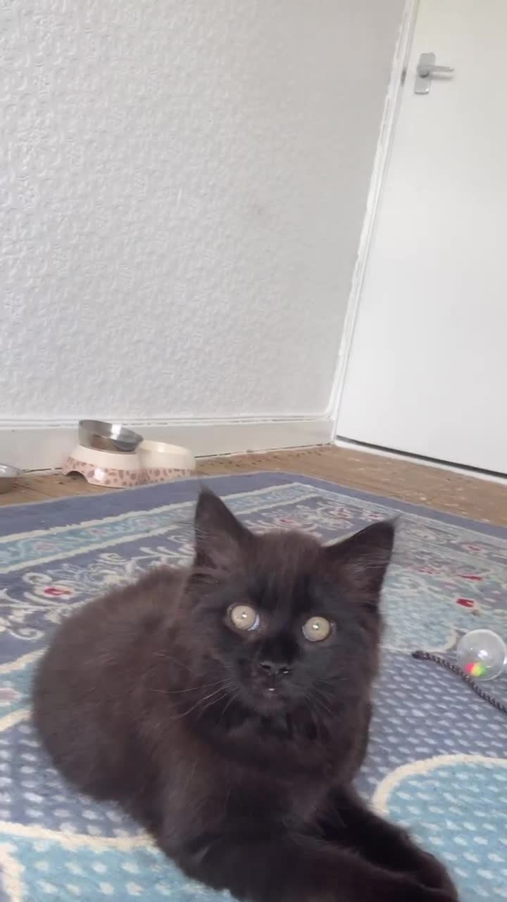 British Longhair cats for sale: British longhair kitten  - Video 4