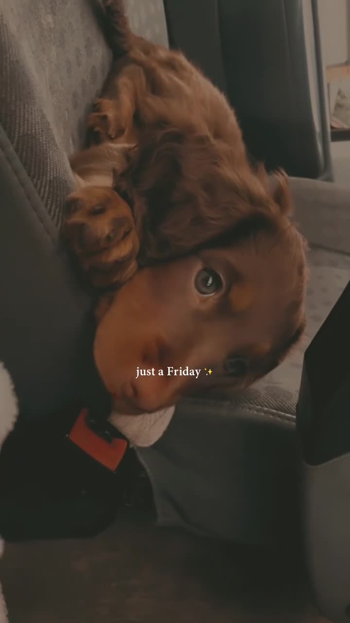 Chocolate/caramel working cocker spaniel girl for sale in Milton Keynes ...