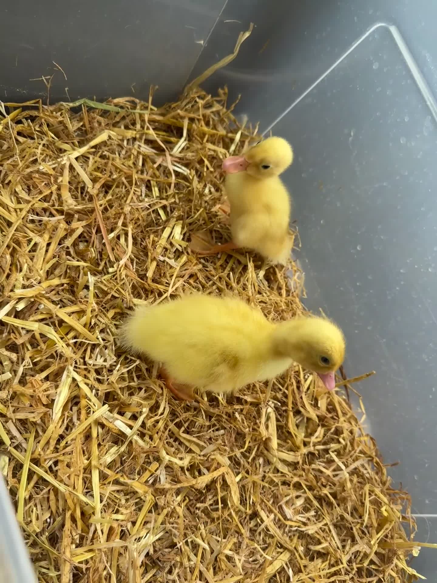 Ducks poultry for sale: Indian Runner & Cherry Valley Ducks  - Video 2