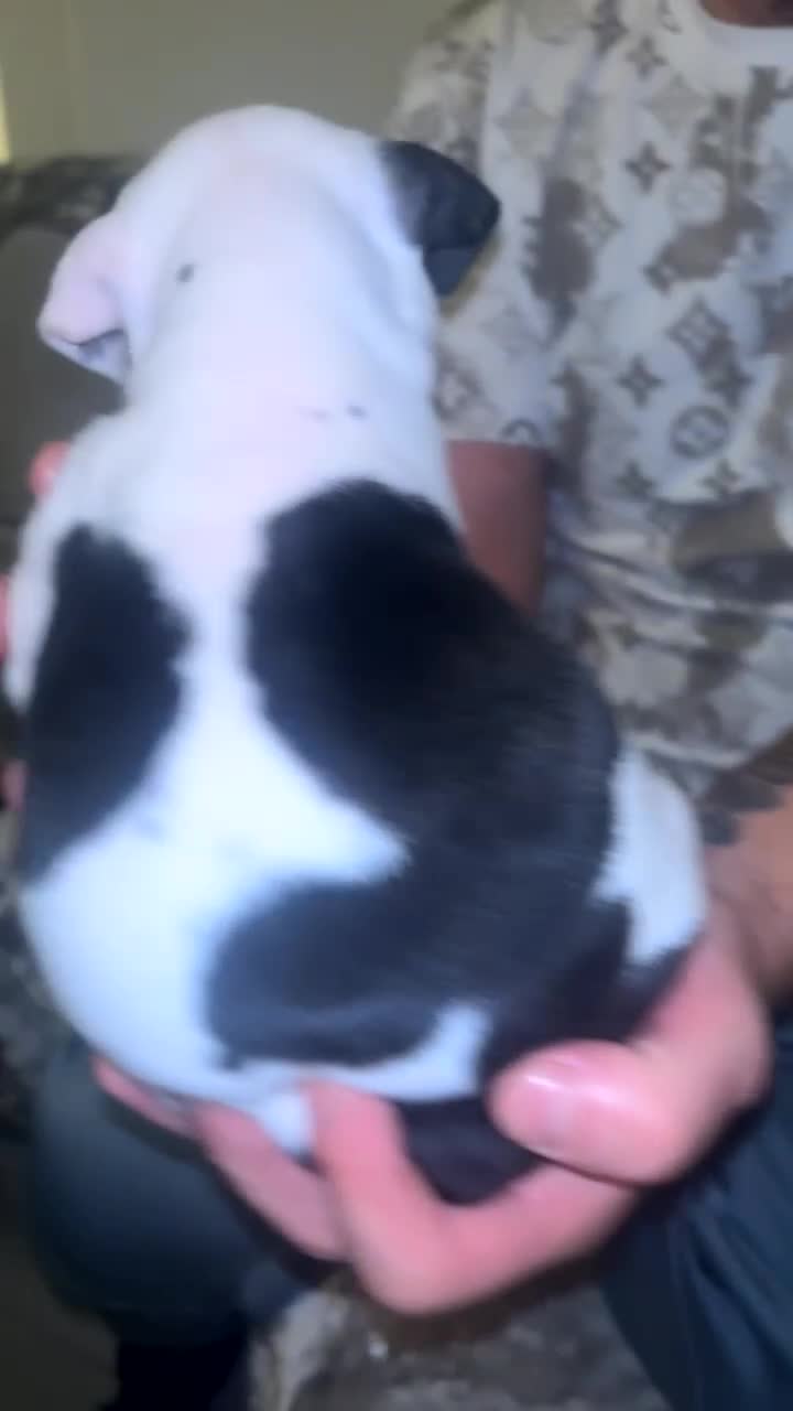 Staffordshire Bull Terrier dogs for sale: Staffordshire bull terriers  - Video 4