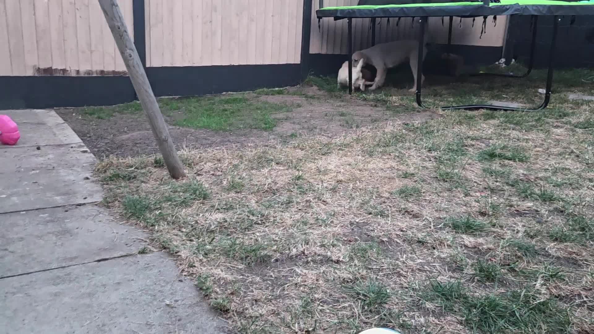 Labradoodle dogs for sale: Standard Multigeneration Labradoodle Backcross - Video 2