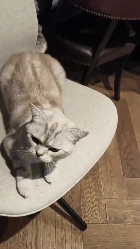 British Shorthair cats for sale: Raspberry in London - Video 1