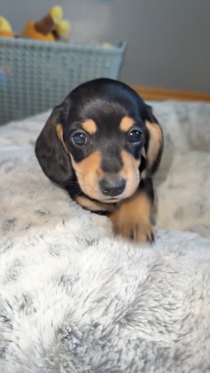 Miniature Dachshund dogs for sale: Two girl miniature daschunds - Video 3