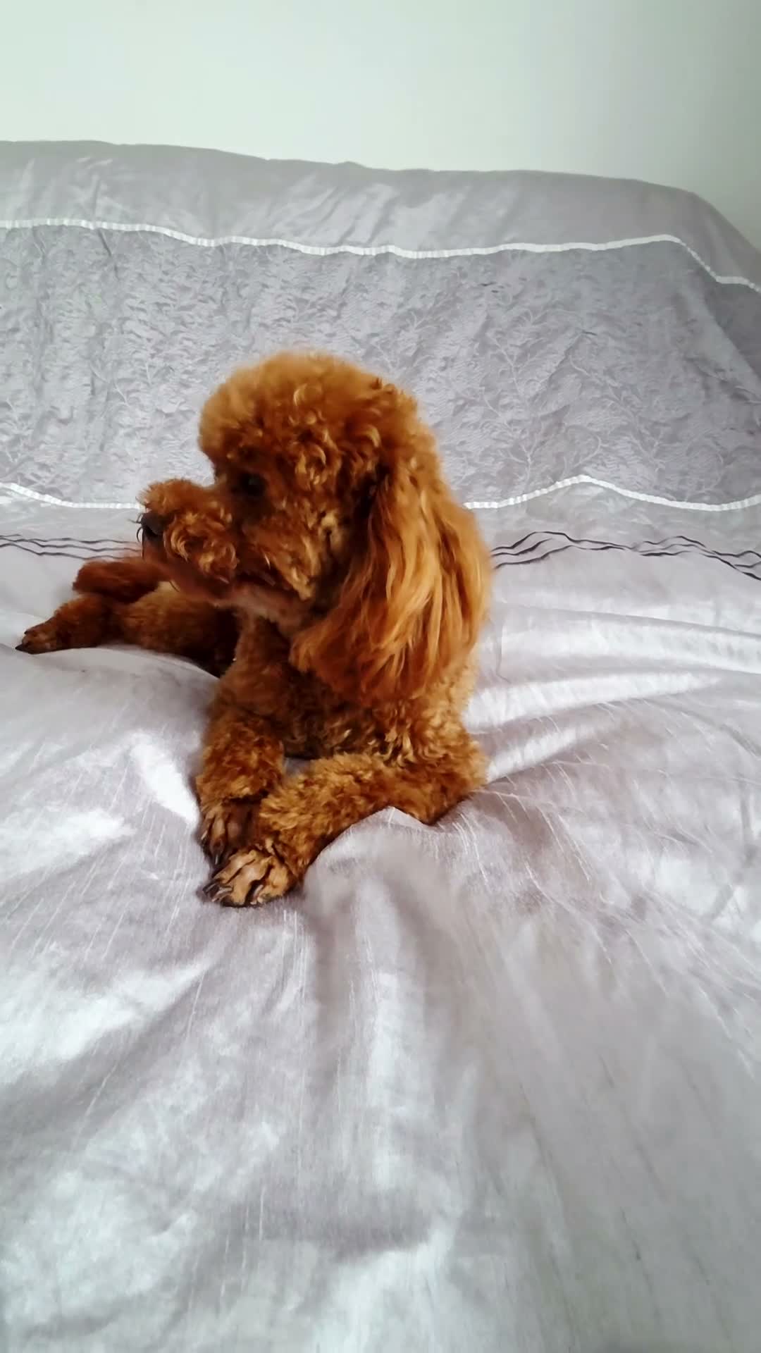 Toy Poodle dogs for stud: KC Toy Poodle Stud – Tiny Deep Red, Proven AKC  in Motherwell - Video 1