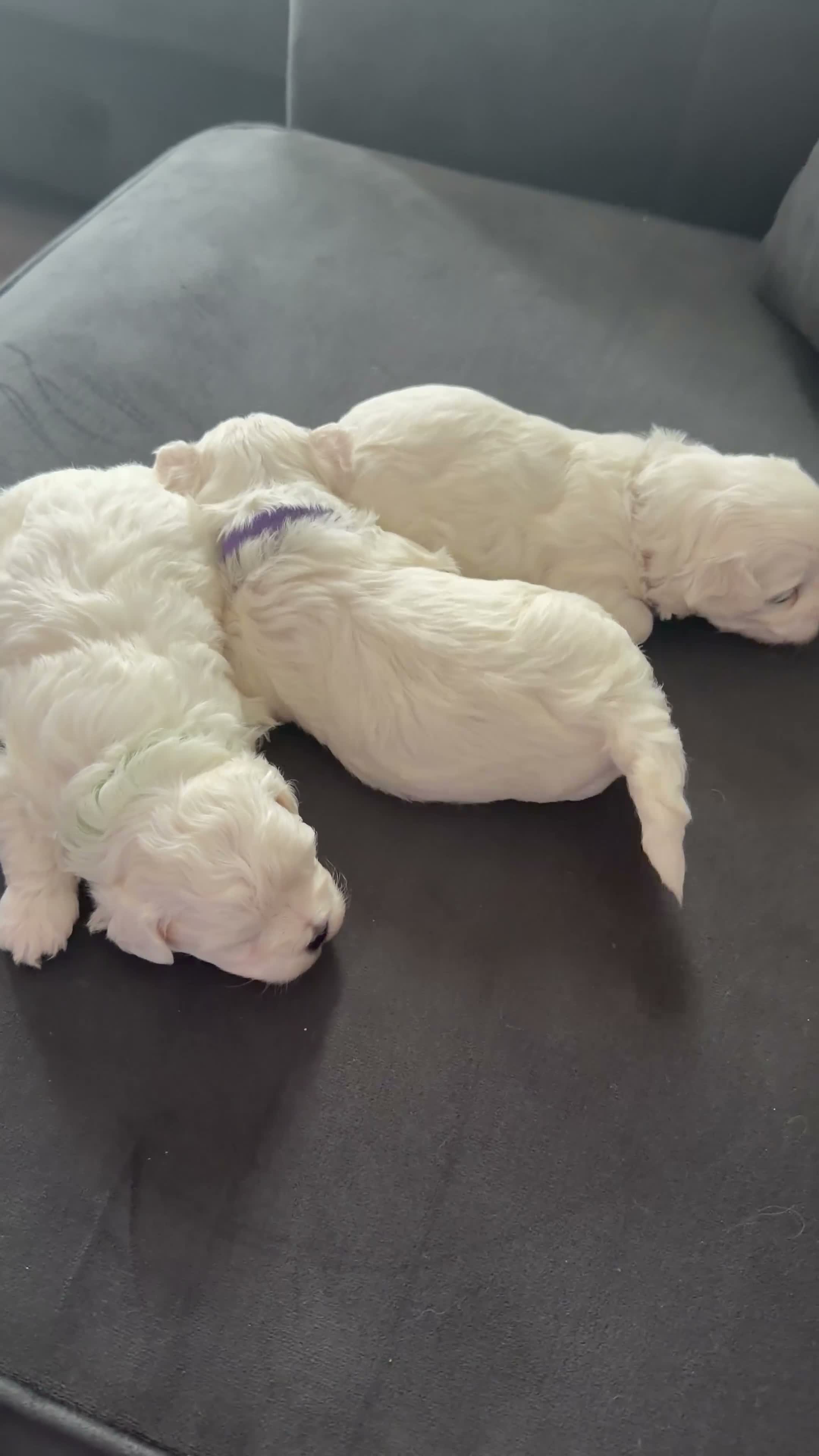Maltese dogs for sale: 💙🩷 For Sale Beatifull Puppies Maltese💙🩷 - Video 1