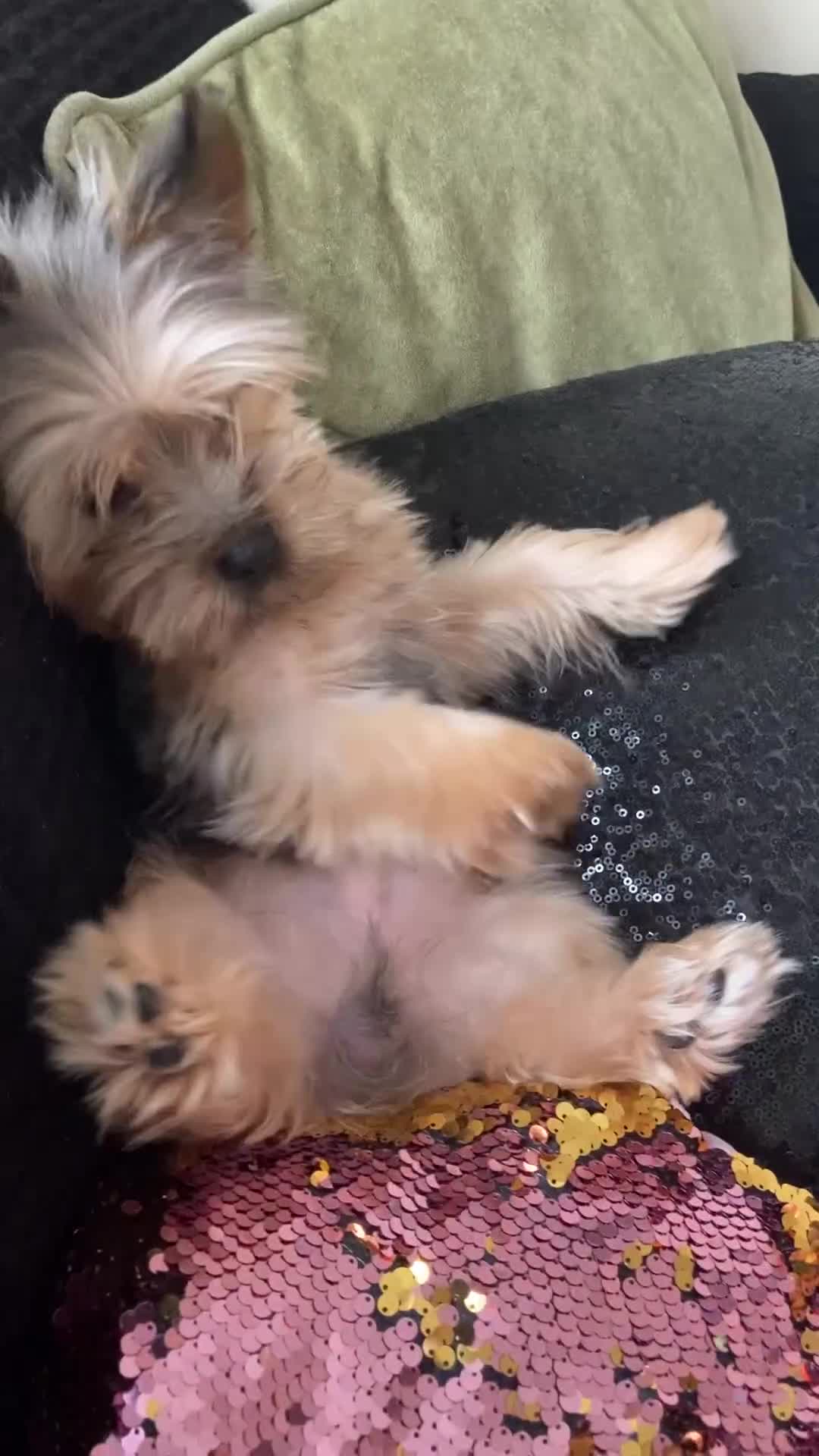 Yorkshire Terrier dogs for stud: Stud Available - Video 1