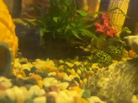 Platies fish for sale: Baby fish there should be pics of parents!  in Cranbrook - Video 1
