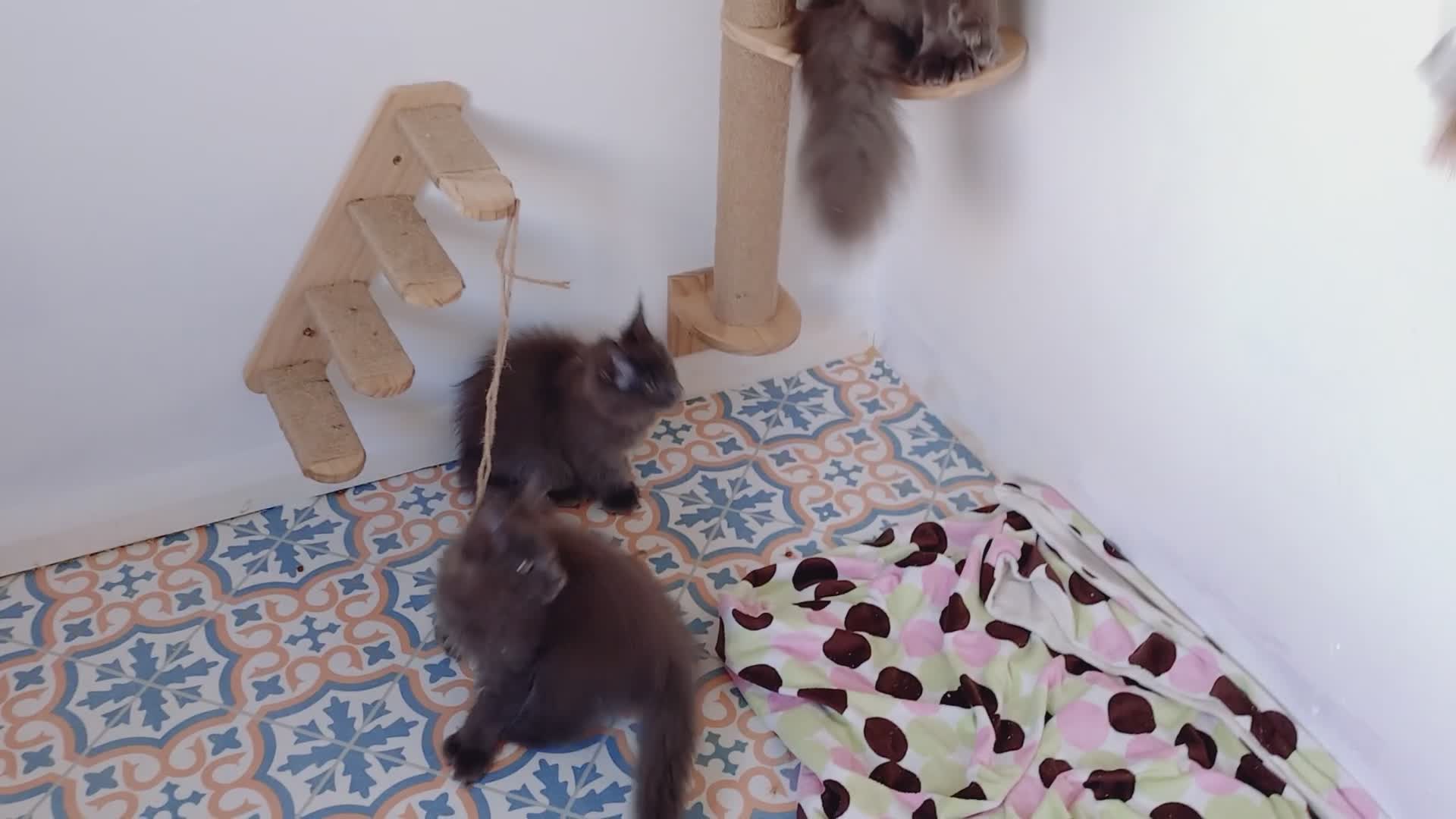 Maine Coon cats for sale: Polydactyl Russian blue Maine coon kittens  - Video 1
