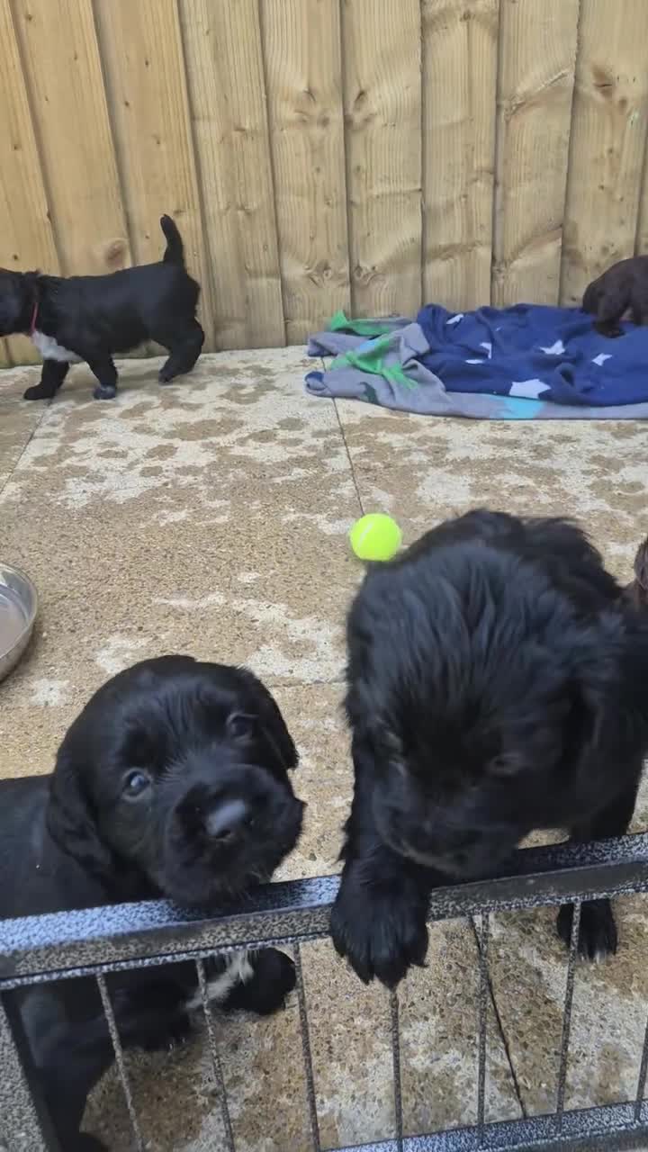 Sprocker dogs for sale: Working Sprocker Spaniels  - Video 5