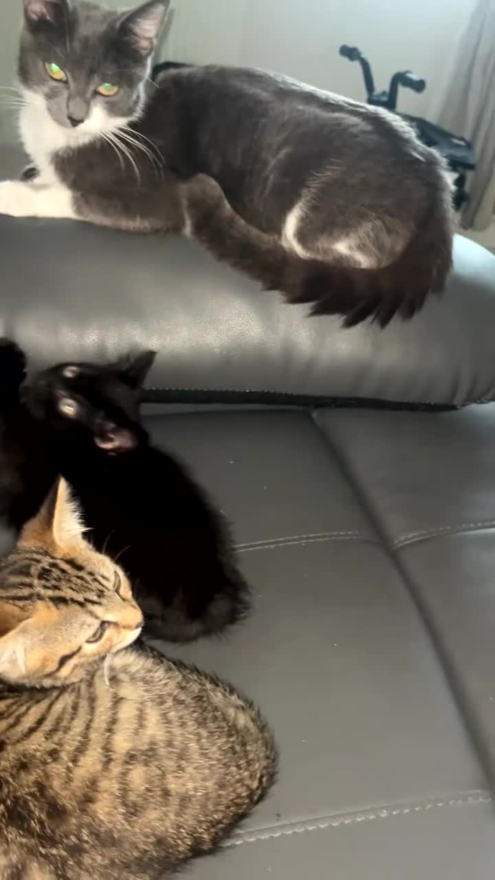 Mixed Breed cats for sale: females kitten for sale - Video 2