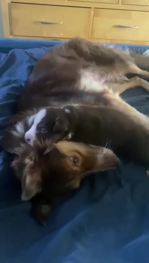 Border Collie dogs for sale: BorderCollie Pups: unique chocolate tri rough coat - Video 2