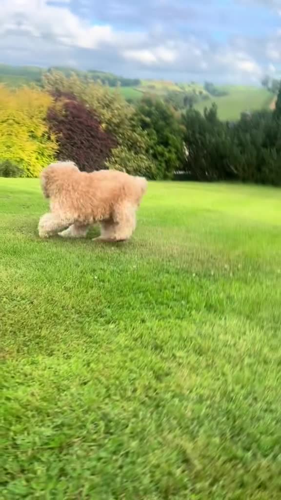 Cockapoo dogs for sale: Cockapoo Pups *ONE BOY REMAINING* - Video 1