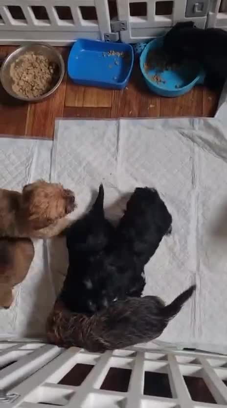 Shorkie dogs for sale: 9 stunning shorkie puppies - Video 1