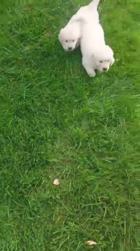 Golden Retriever dogs for sale: Golden retriever puppies  - Video 1