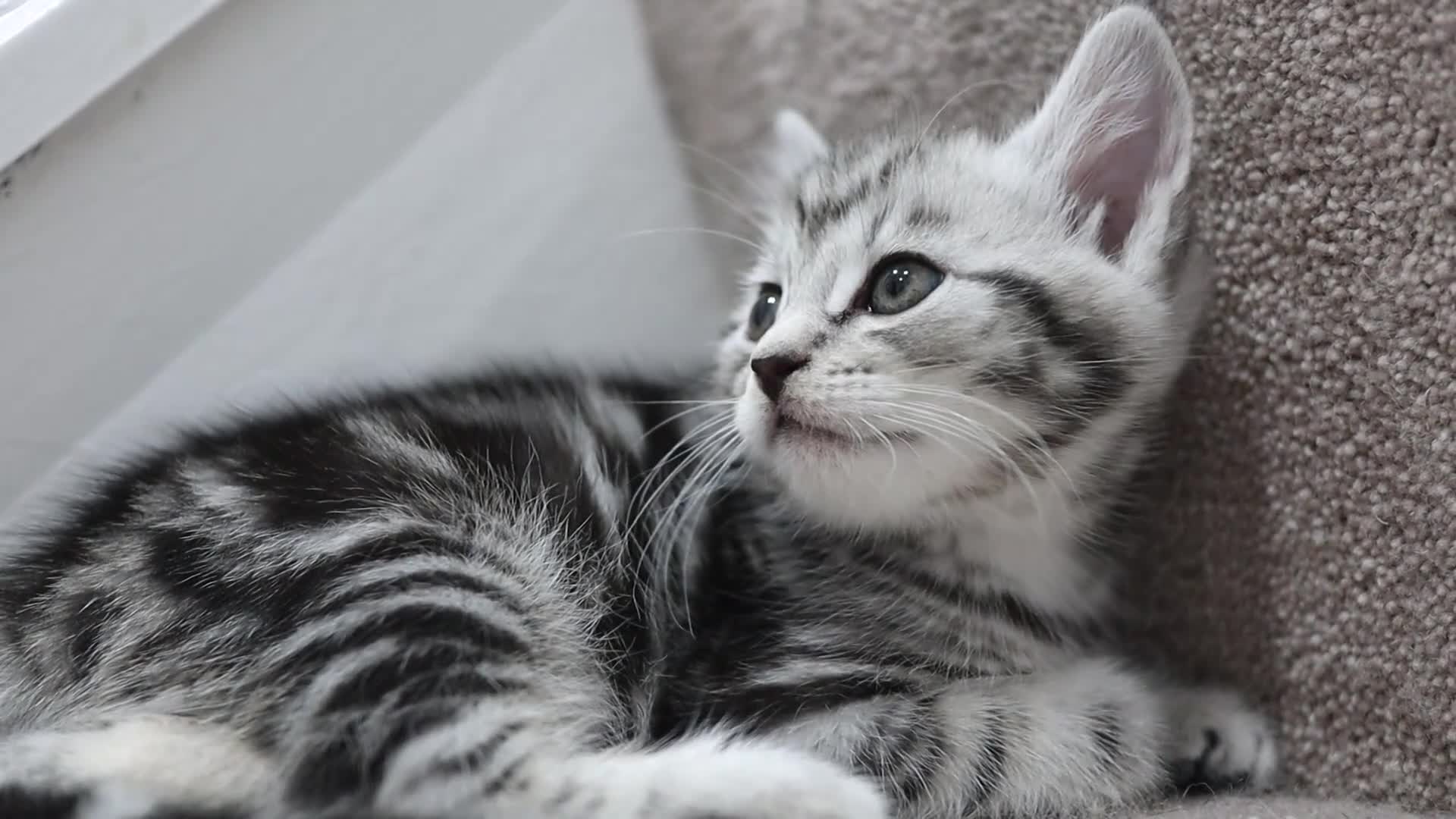 Domestic Shorthair cats for sale: Four beautiful kittens remaining - Video 4