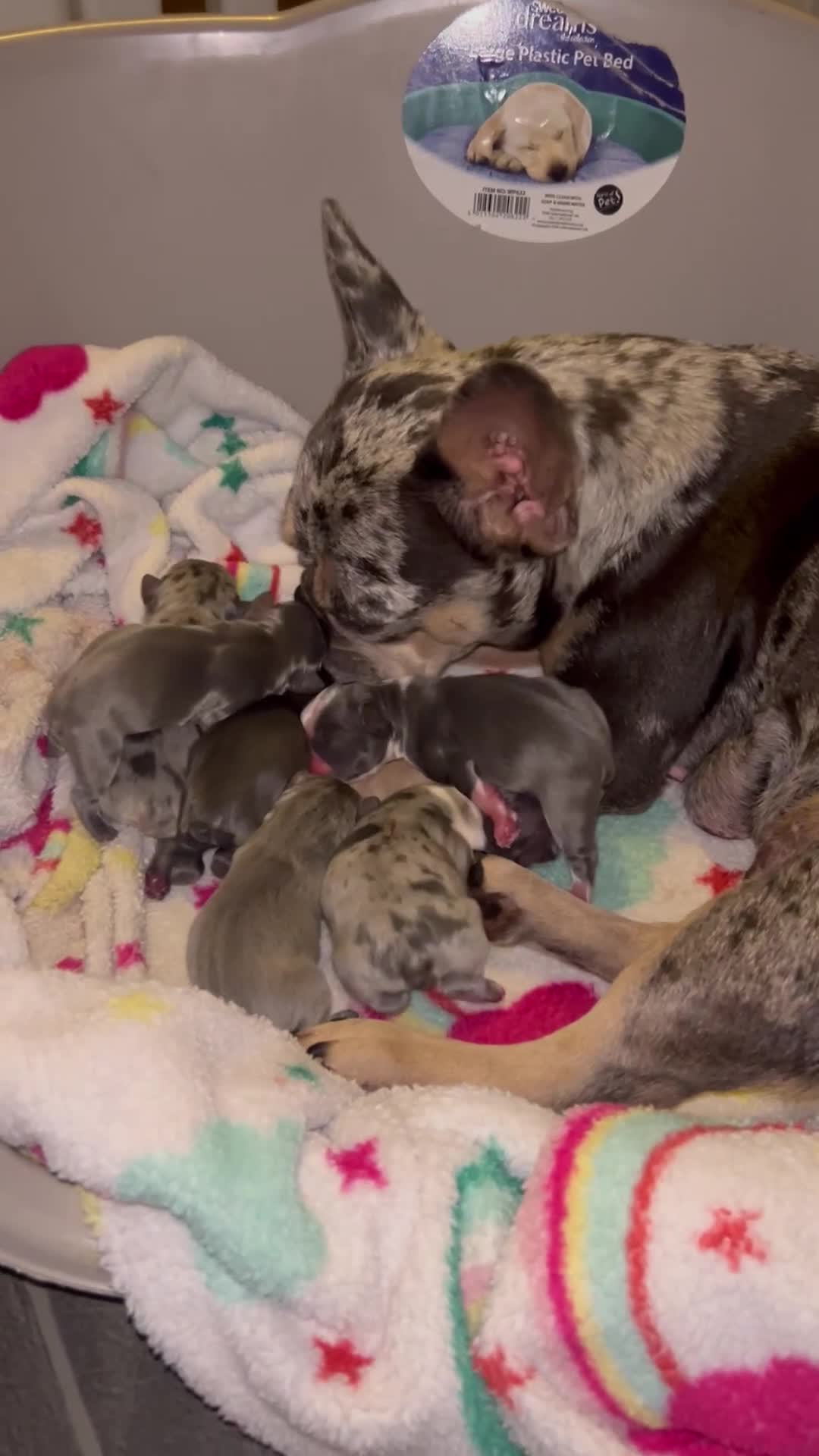 French Bulldog dogs for sale: Two, 10 Week Fluffy French Bulldogs  - Video 2