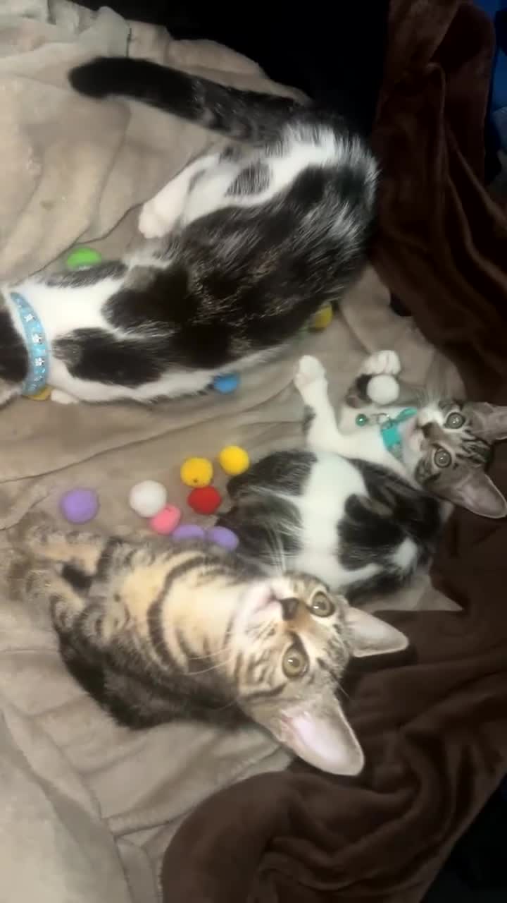 Mixed Breed cats for sale: 💕Beautiful kittens looking for loving homes💕 - Video 2