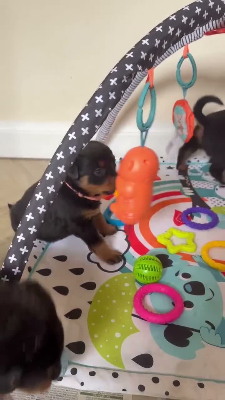 Rottweiler dogs for sale: Rottweiler pups  - Video 2
