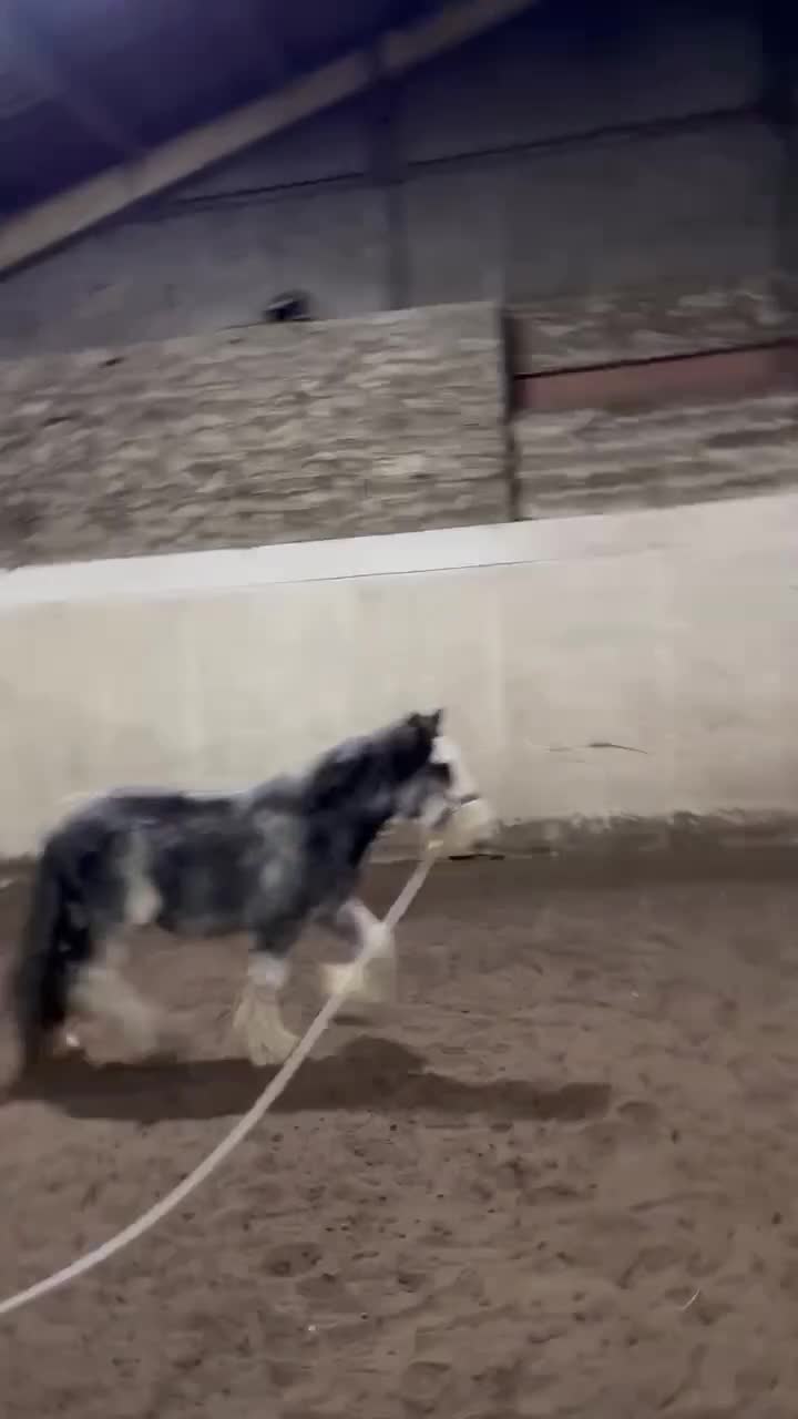 Irish Cob horses for sale: 12hh 2 year old gelding to make 12.2/3hh  - Video 5