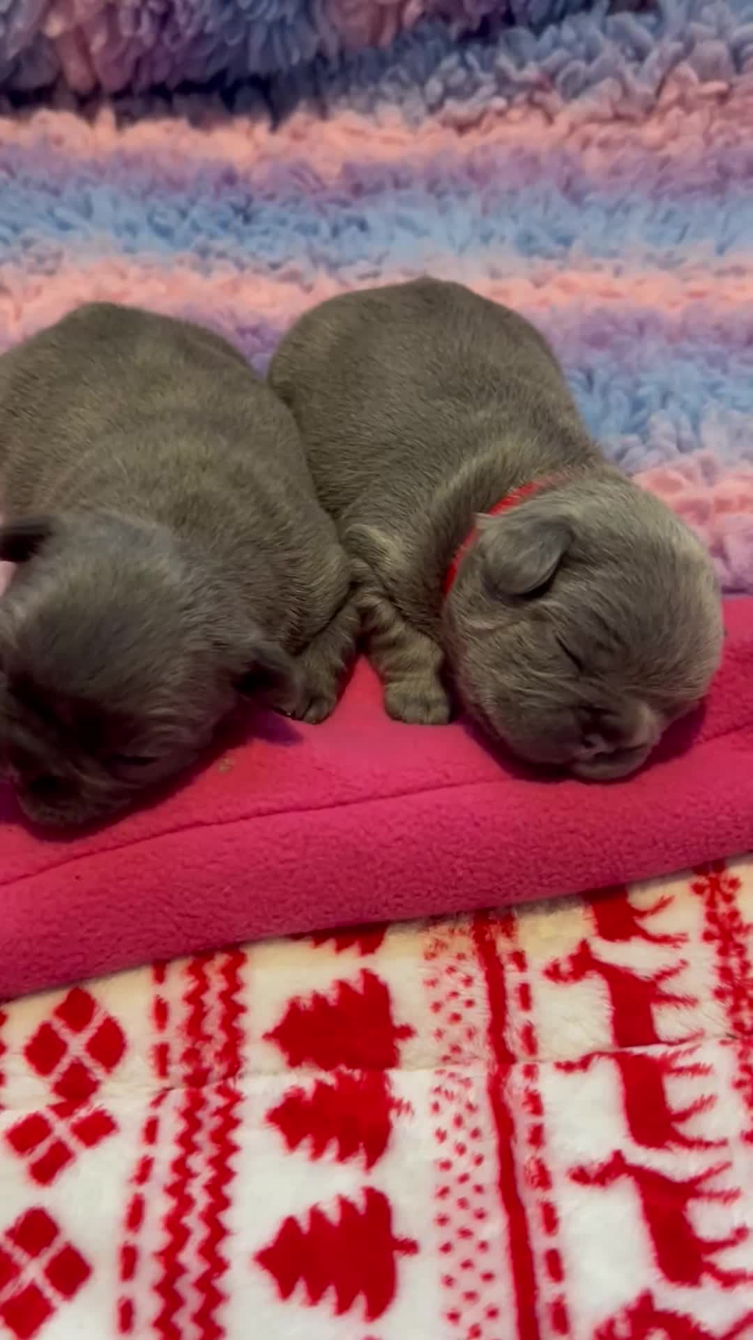 French Bulldog dogs for sale: 5 beautiful frenchie girls  - Video 2