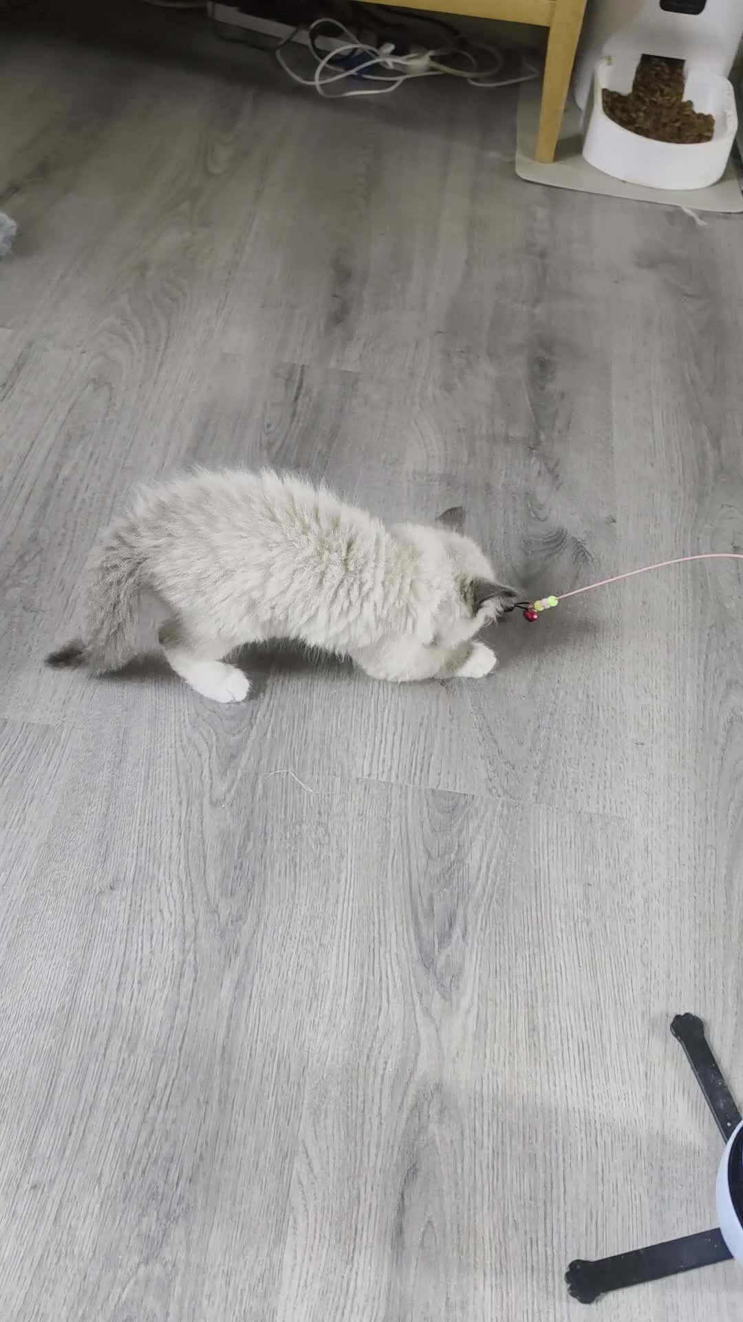 Ragdoll cats for sale: Full pedigree female Ragdoll - Video 1