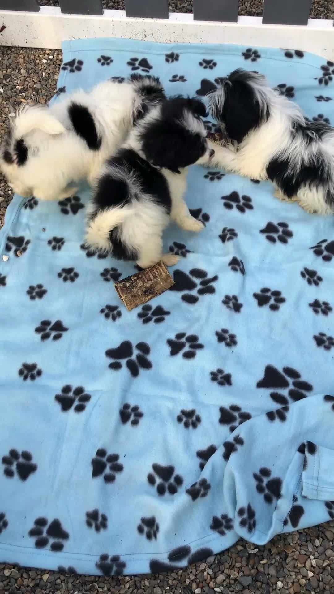 Mixed Breed dogs for sale: Poodle / papillon puppies  in Tonbridge - Video 2
