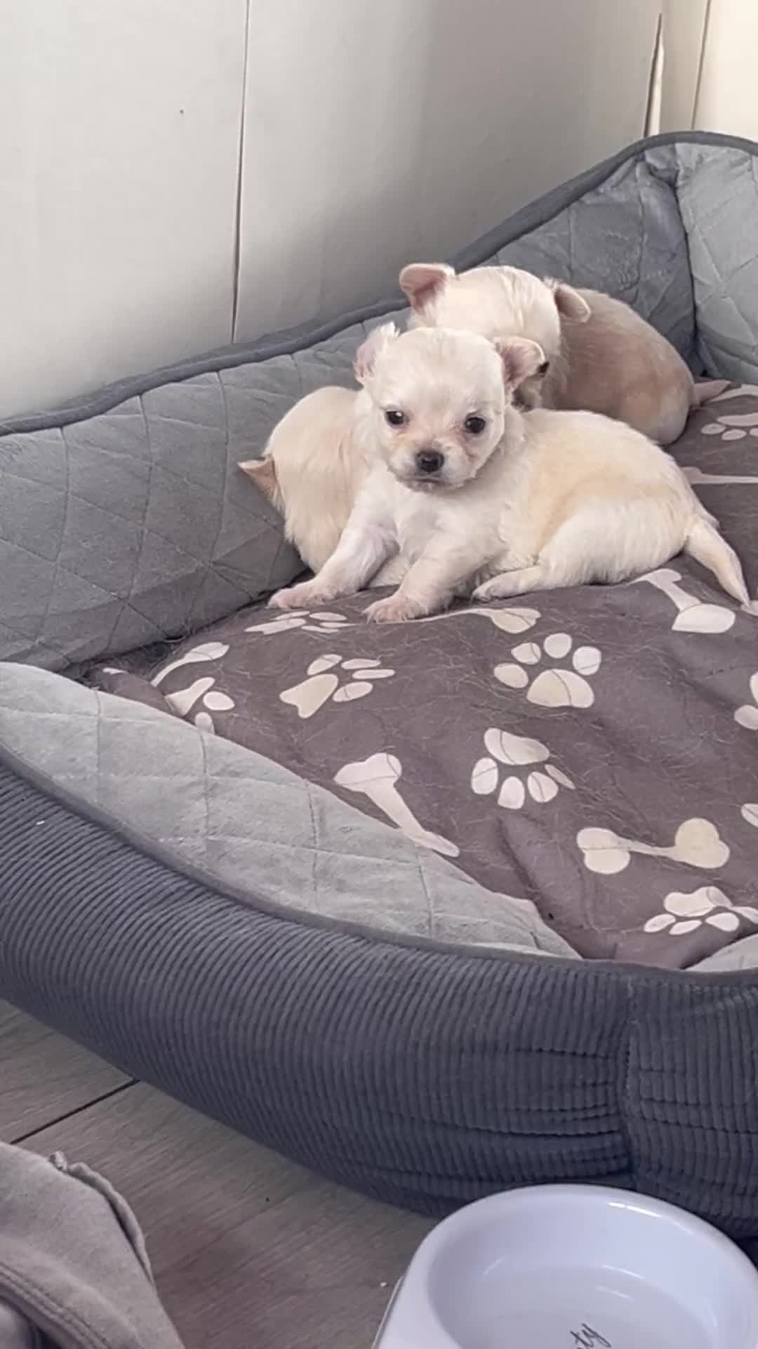 Chihuahua dogs for sale: Long hair chihuahuas  - Video 1